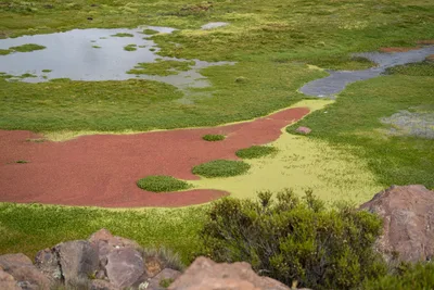 20220226_chile-lauca-las_vicunas0074.webp