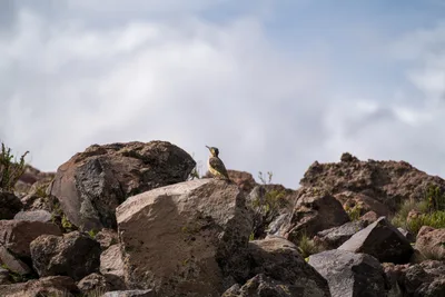 20220226_chile-lauca-las_vicunas0091.webp