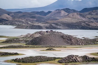 20220226_chile-lauca-las_vicunas0103.webp