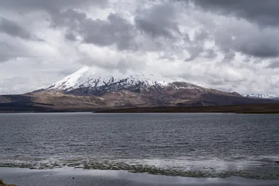 20220226_chile-lauca-las_vicunas0146.webp