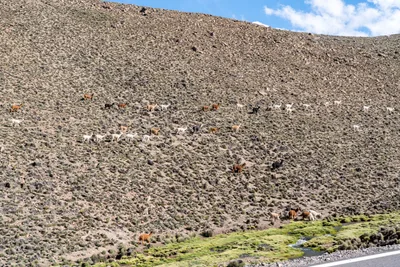 20220227_chile-lauca-las_vicunas0165.webp