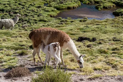 20220227_chile-lauca-las_vicunas0167.webp