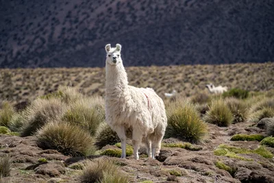 20220227_chile-lauca-las_vicunas0193.webp