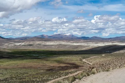 20220227_chile-lauca-las_vicunas0216.webp