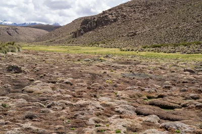 20220227_chile-lauca-las_vicunas0217.webp