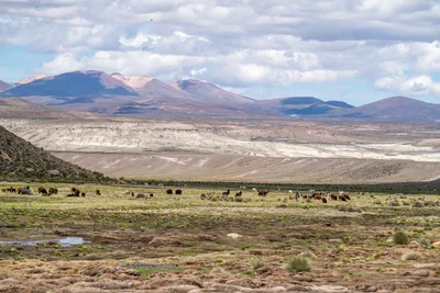 20220227_chile-lauca-las_vicunas0220.webp