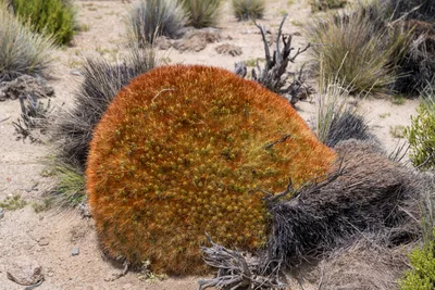 20220227_chile-lauca-las_vicunas0237.webp