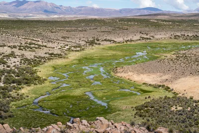 20220227_chile-lauca-las_vicunas0246.webp