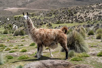 20220227_chile-lauca-las_vicunas0259.webp