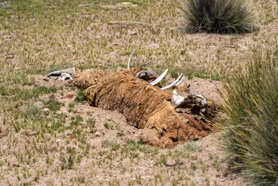 20220227_chile-lauca-las_vicunas0261.webp