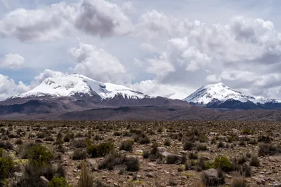 20220227_chile-lauca-las_vicunas0264.webp