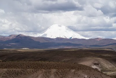 20220227_chile-lauca-las_vicunas0269.webp
