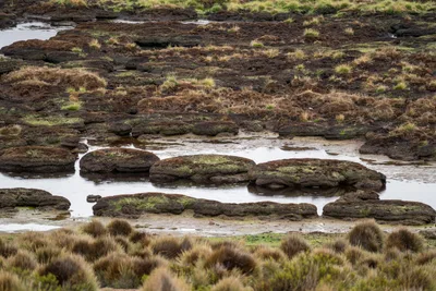 20220301_chile-lauca-las_vicunas0300.webp