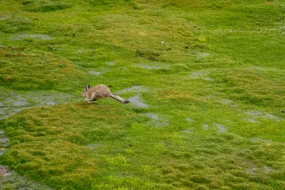 20220301_chile-lauca-las_vicunas0309.webp