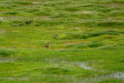 20220301_chile-lauca-las_vicunas0320.webp