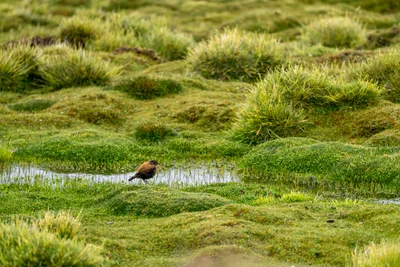 20220301_chile-lauca-las_vicunas0339.webp