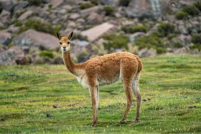 20220301_chile-lauca-las_vicunas0345.webp