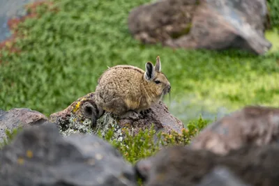 20220301_chile-lauca-las_vicunas0371.webp