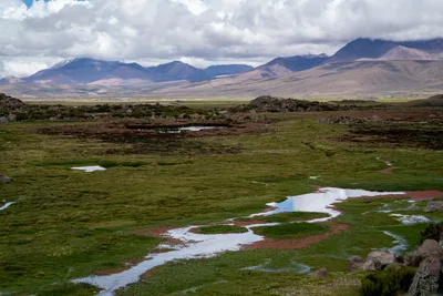 20220301_chile-lauca-las_vicunas0379.webp