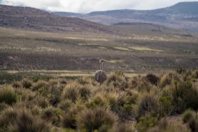 20220302_chile-lauca-las_vicunas0386.webp
