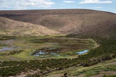 20220302_chile-lauca-las_vicunas0396.webp