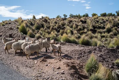 20220302_chile-lauca-las_vicunas0403.webp