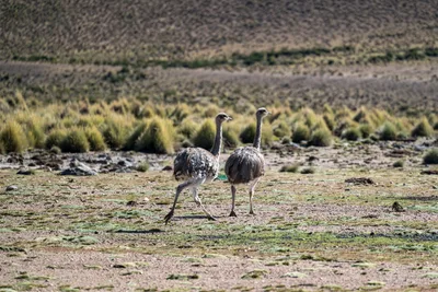 20220302_chile-lauca-las_vicunas0406.webp