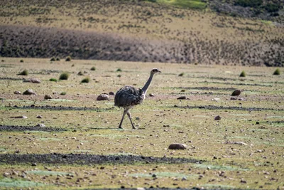 20220302_chile-lauca-las_vicunas0409.webp