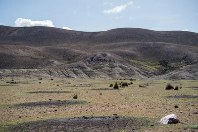 20220302_chile-lauca-las_vicunas0410.webp