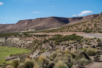 20220302_chile-lauca-las_vicunas0414.webp