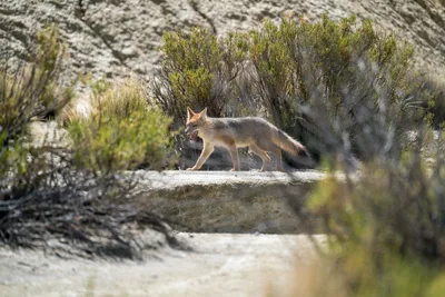 20220302_chile-lauca-las_vicunas0437.webp