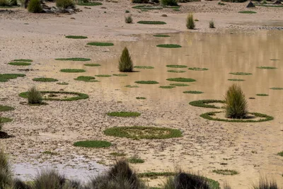 20220302_chile-lauca-las_vicunas0439.webp