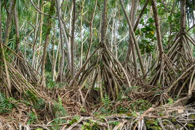 20230406_0014_4x4_hawaii.webp