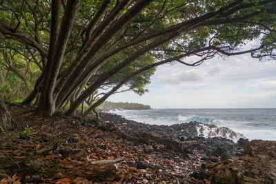 20230406_0039_4x4_hawaii.webp