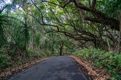20230406_0041_4x4_hawaii.webp