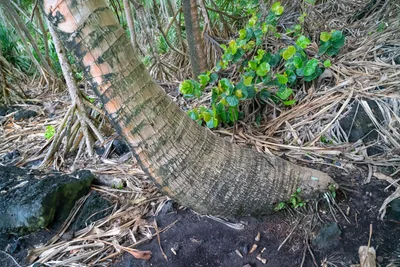 20230406_0061_4x4_hawaii.webp