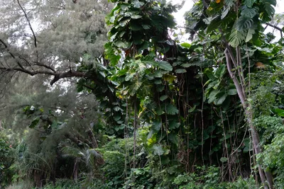 20230406_0066_4x4_hawaii.webp