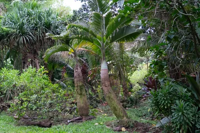 20230406_0068_4x4_hawaii.webp