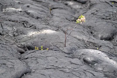 20230406_0073_4x4_hawaii.webp
