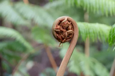 20230407_0091_4x4_hawaii.webp