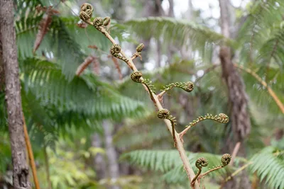 20230407_0094_4x4_hawaii.webp