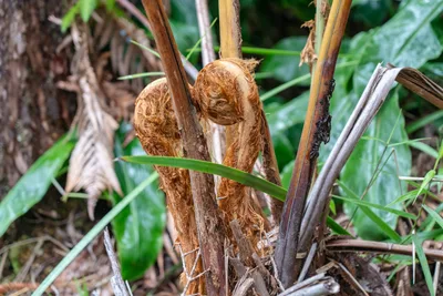 20230407_0095_4x4_hawaii.webp