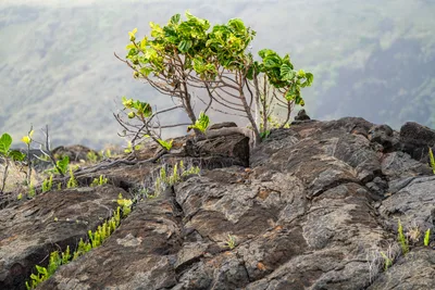 20230407_0141_4x4_hawaii.webp