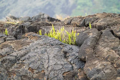 20230407_0142_4x4_hawaii.webp