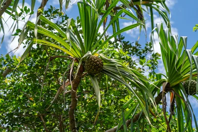 20230408_0359_4x4_hawaii.webp
